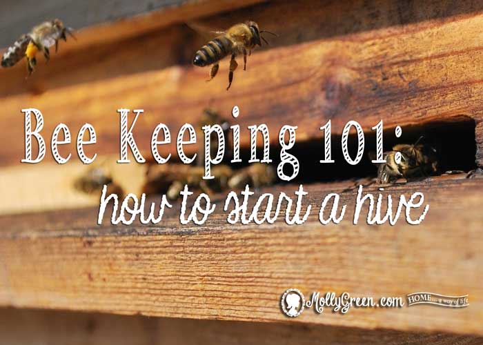 How to Start a Beehive on Your Homestead - Beekeeping 101