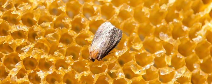 bee parasite wax moth
