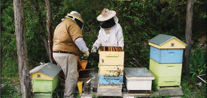 beekeepers beehives beekeeping