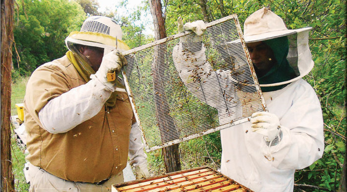 beekeepers inspecting beehive