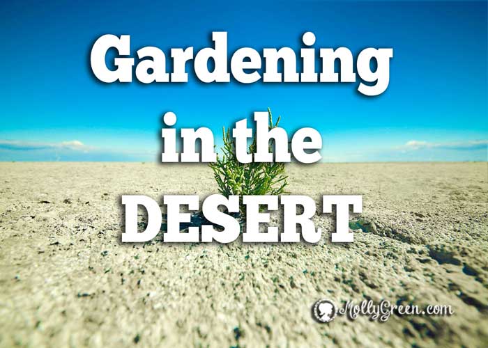 Desert Gardening and Plants that Grow in Arizona - featured image showing a lone green plant in the wide open desert.