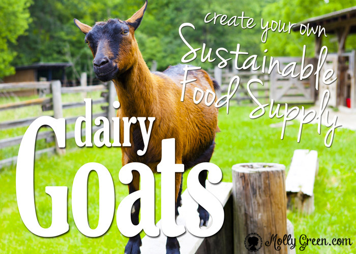 Goat Milk, Dairy Goats, and Your Sustainable Food Supply