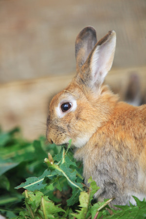 Feeding Rabbits Naturally Without Pellets