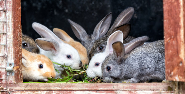 natural organic rabbit food