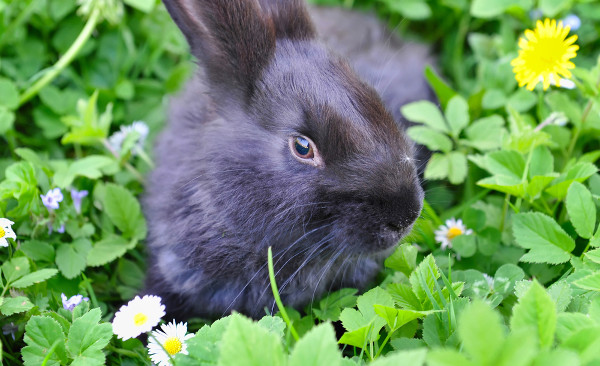 rabbit eating flowers