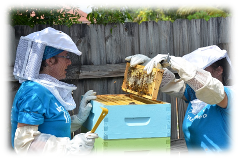 women in beekeeping protective clothing beekeeping box.
