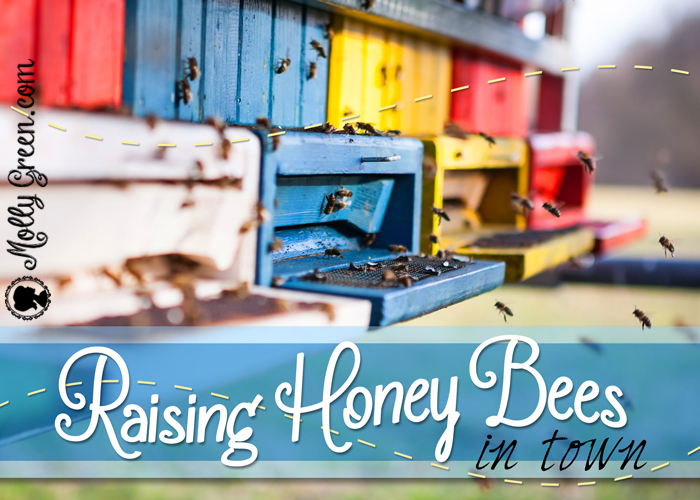 How to Raise Honey Bees in Town: Backyard Beekeeping