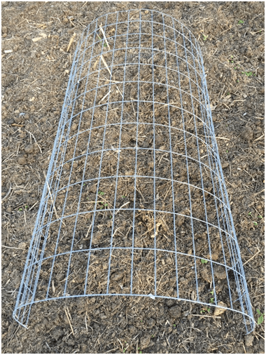 Preparing row covers with metal fencing is a great option for overwintering plants.