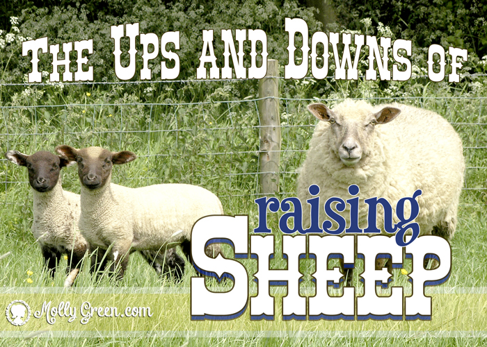 Raising Sheep for Pets and Livestock