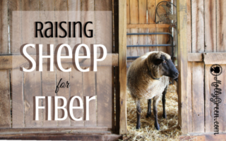 Raising Sheep for Fiber or Wool