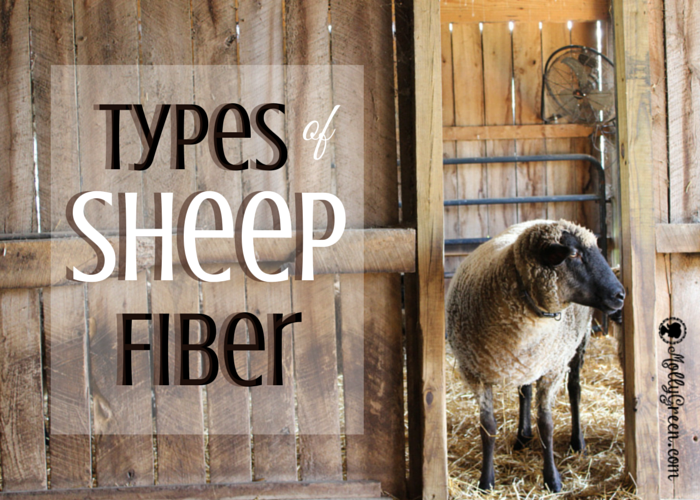 Raising Sheep for Fiber or Wool - Molly Green