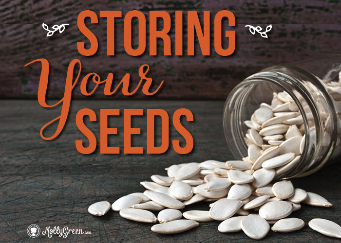 What Are Seed Banks? Plus, Their Importance to Homesteaders