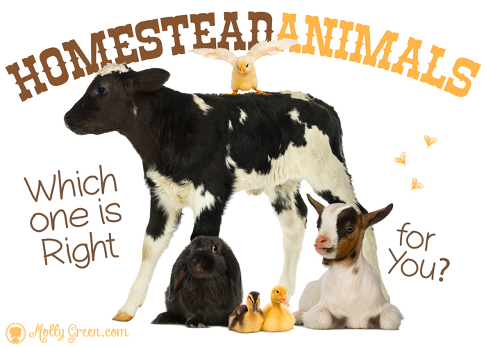 Homestead Animals Which One Is Right For You