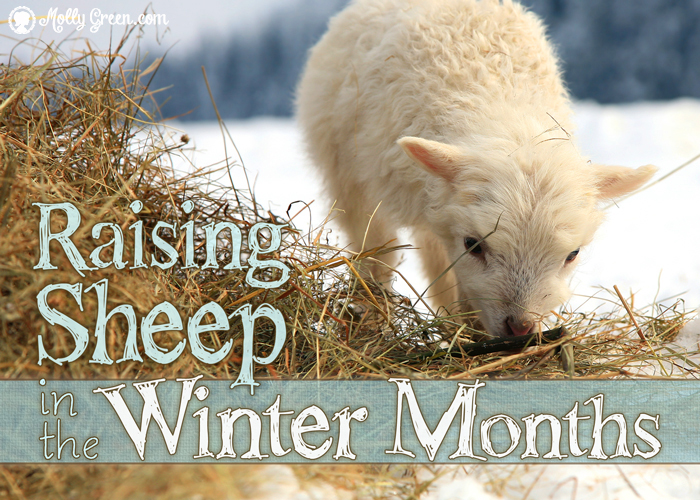 raising sheep in the winter