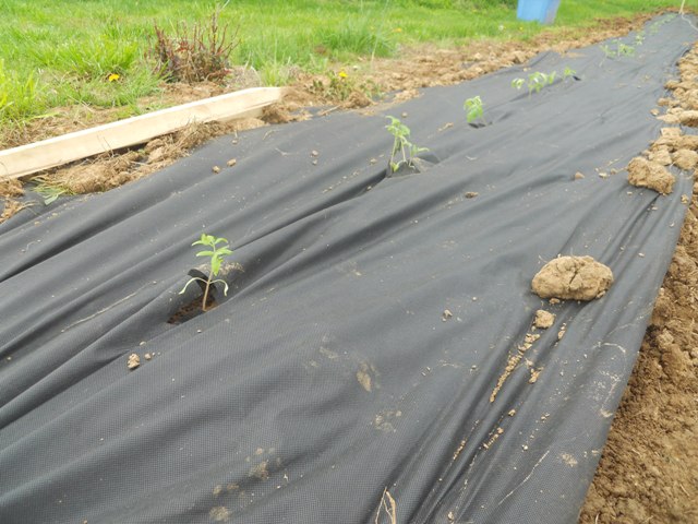 Transferring Tomato Plants Outside
