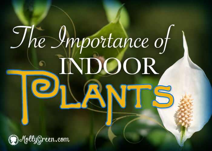 Indoor plants that remove toxins from the air