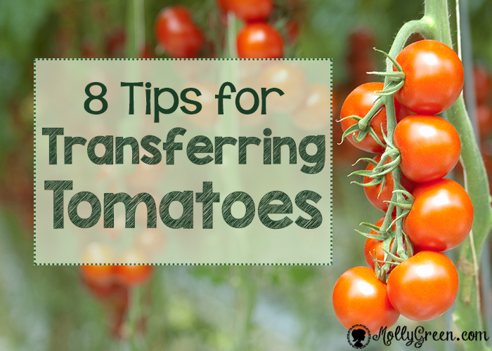 How to Start Tomato Plants Indoor to Outdoor Transfer