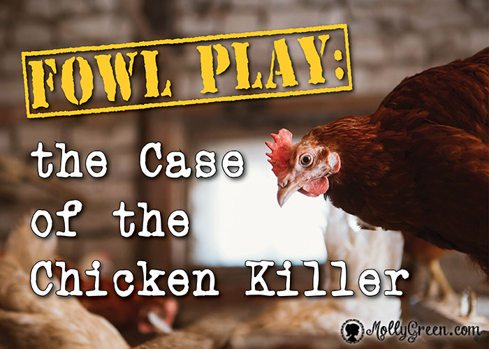 Fowl Play the Case of the Chicken Killer