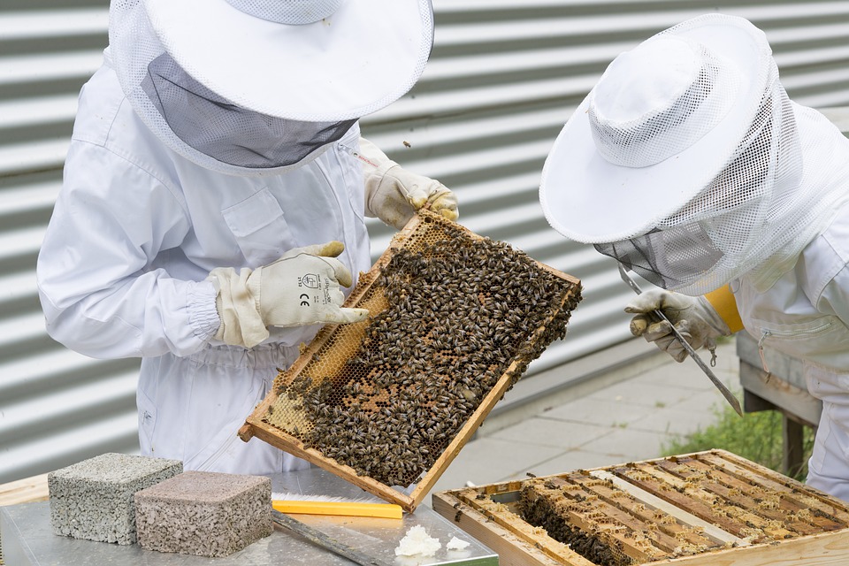 two people practicing beekeeping