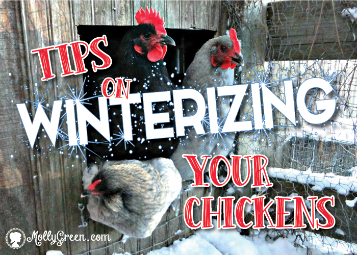 Tips on Winterizing Your Chickens