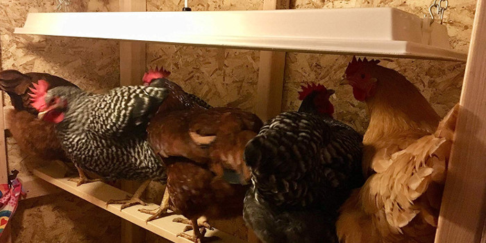 Winterize Chickens with Infrared Chicken Heater