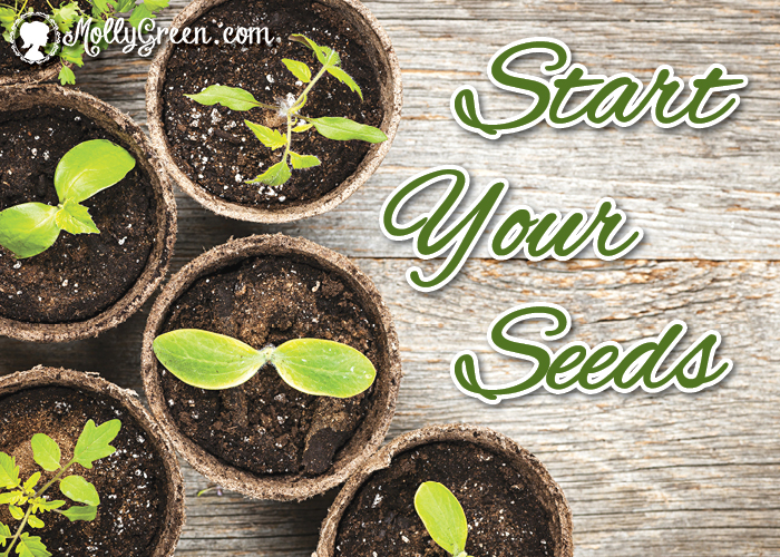 How to Select Seeds for Homestead Gardens