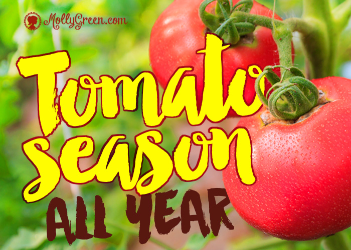 Growing Tomatoes: Everything You Need to Know For Success