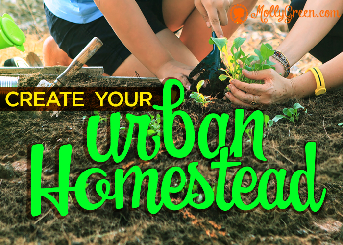 Creative Homesteading in the City