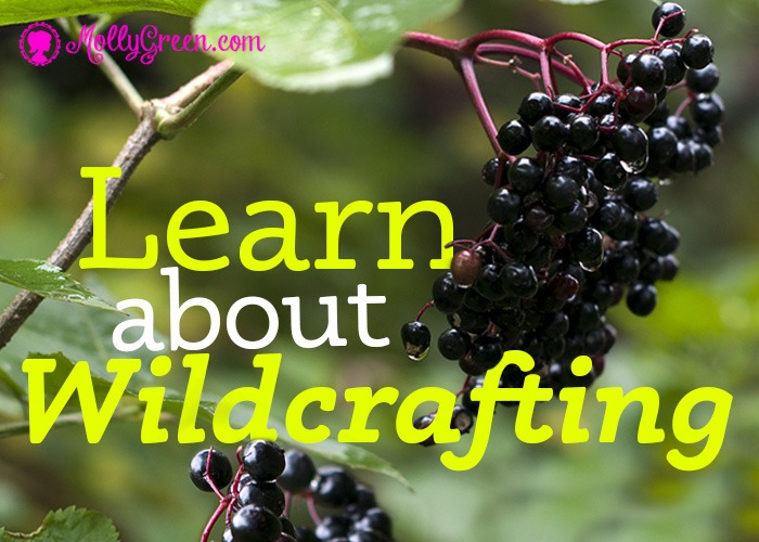 Wildcraft Benefits Including Wildcrafted Herbs - featured image showing ripe berries on a bush with text that says Learn About Wildcrafting