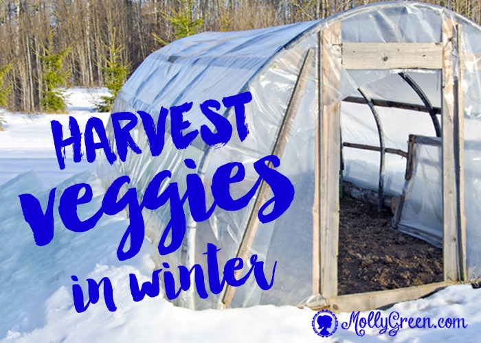 Hobby Greenhouse Growing and Enjoying a Winter Harvest! Featured image showing greenhouse surrounded by snow.