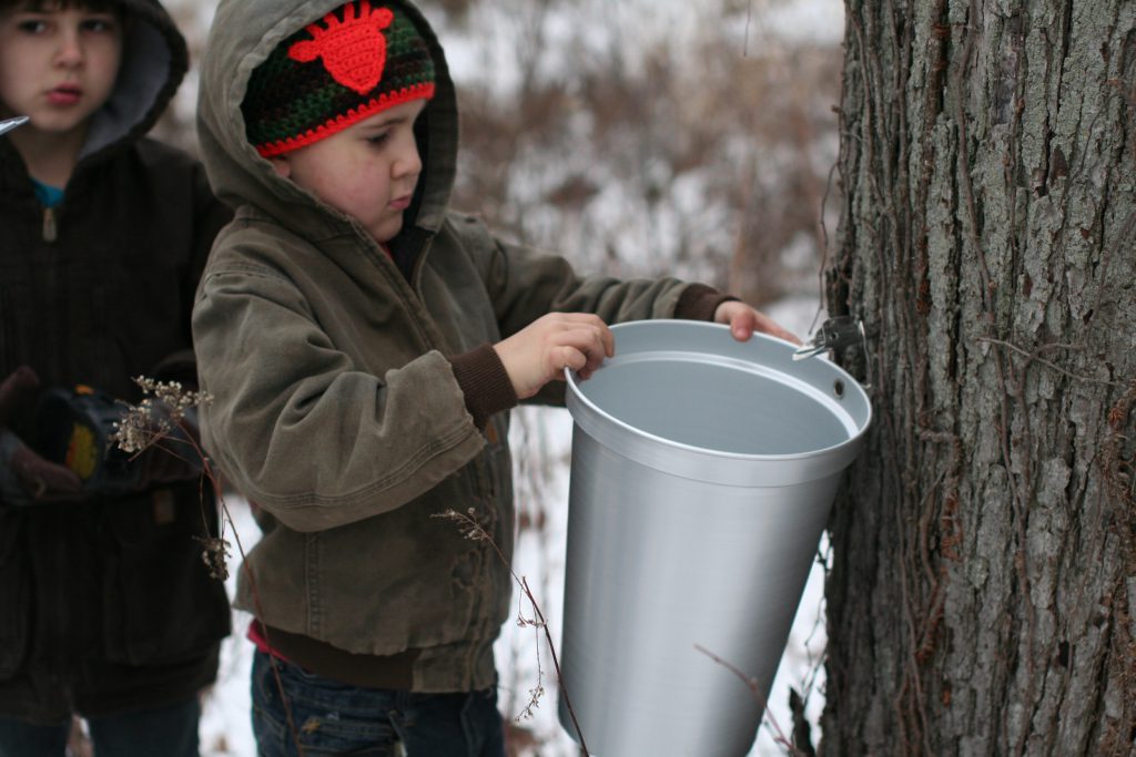 Tap My Trees aluminum sugaring bucket and maple tree tap