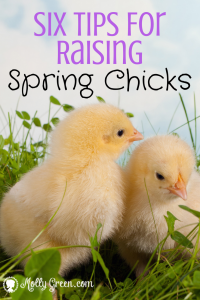 Raising Spring Chicks - Molly Green