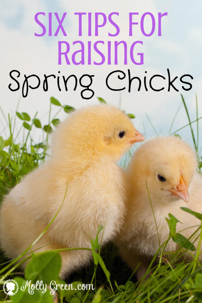 raising chicks 101