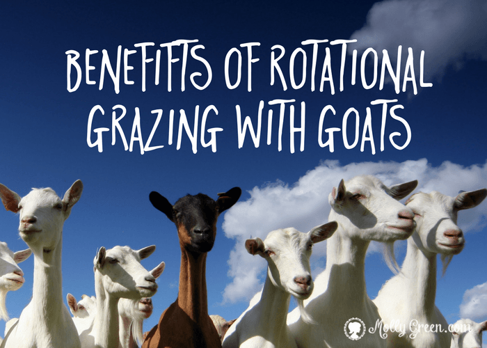 3 Big Benefits of Rotational Grazing For Goats - featured image showing a group of goats.
