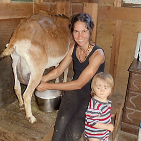 milking dairy goat, the first step in how to make cheese