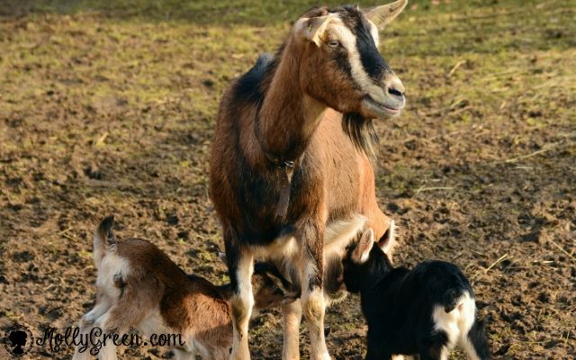 5 Best Dairy Goat Breeds For Milk Production