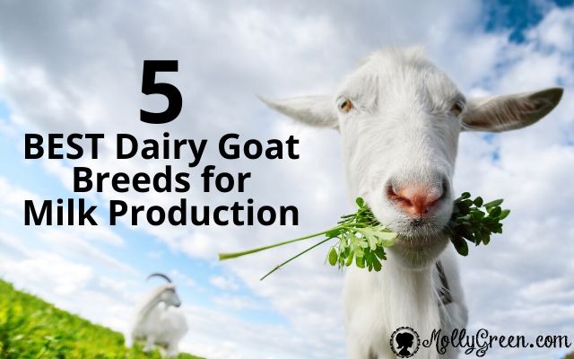 5 Best Dairy Goat Breeds For Milk Production - Molly Green